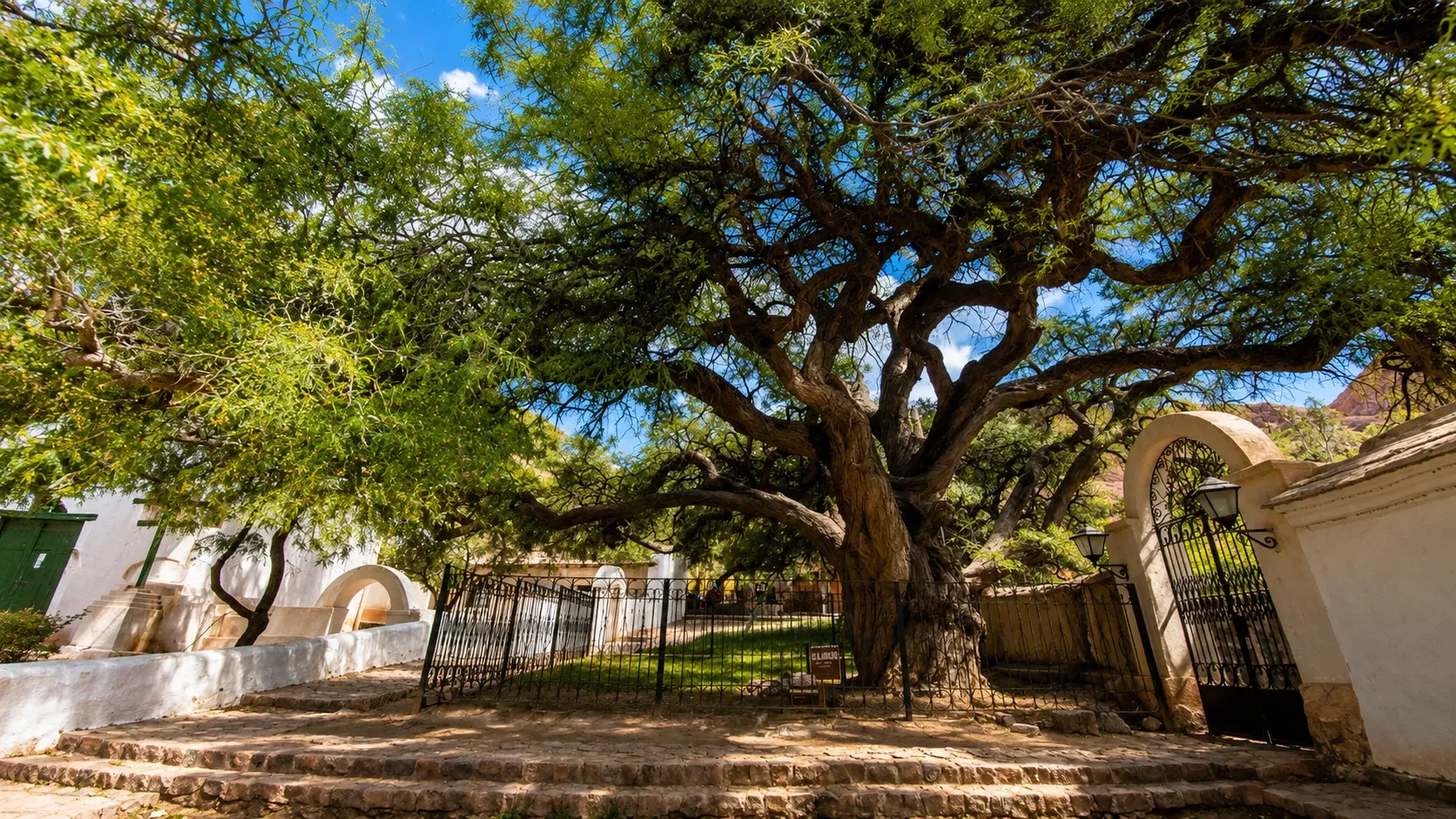 Algarrobo Histórico de Purmamarca